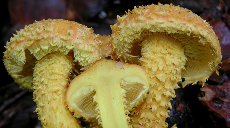 Pholiota flammans (Batsch:Fr.)Kummer